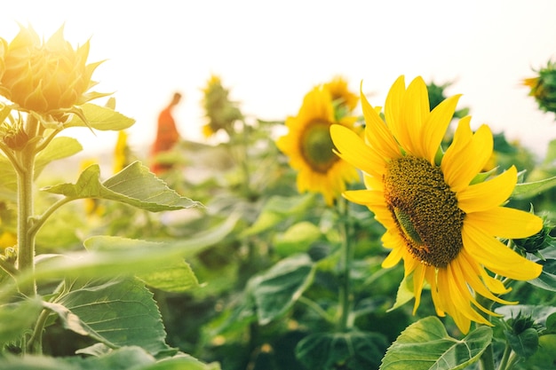 Primo piano dei girasoli e del fiore giallo sul parco