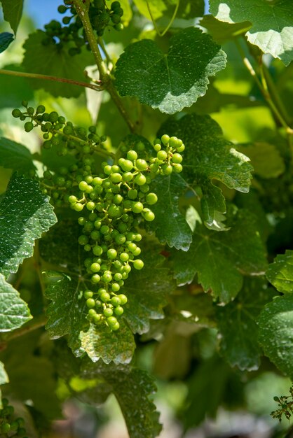 Primo piano dei grappoli d'uva bianca sulla vite