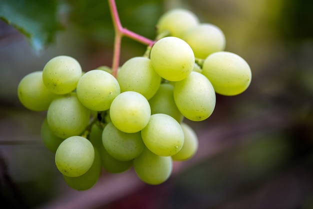 Primo piano dei grappoli di uva da vino matura sulla vite