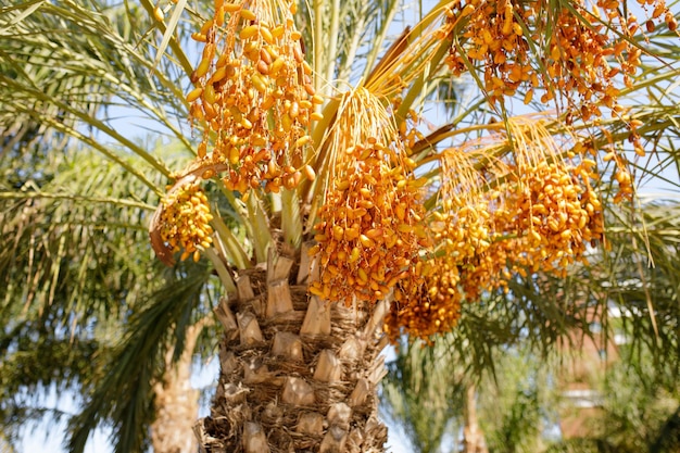 Primo piano dei gruppi variopinti delle date