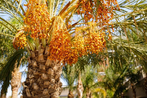 Primo piano dei gruppi variopinti delle date