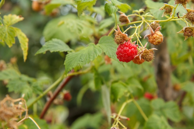 Primo piano dei lamponi maturi e acerbi nel frutteto