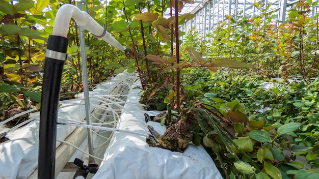 Primo piano dei letti di irrigazione nella serra. serra industriale per la coltivazione di rose