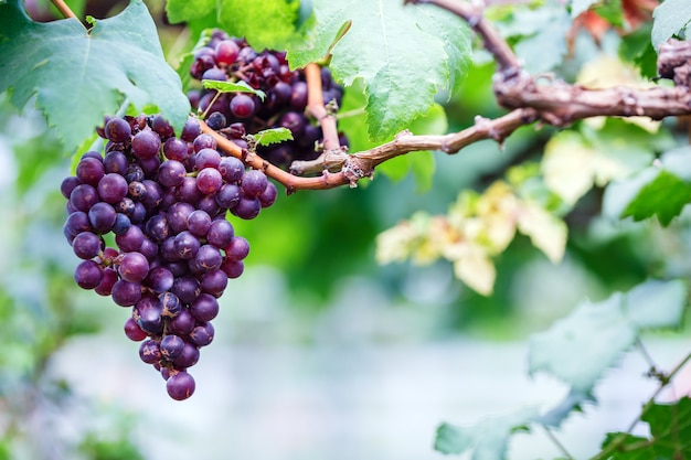 Primo piano dei mazzi di uva rossa matura sulla vite