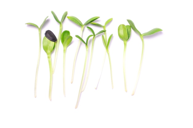 Primo piano dei microgreens del girasole sui precedenti bianchi