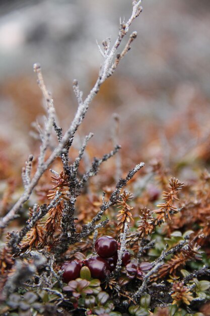 Primo piano dei mirtilli rossi o dei mirtilli rossi maturi lowbush trovati nell'autunno nella tundra artica