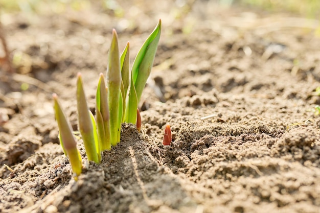 Primo piano dei piccoli tulipani di germoglio del cortile del giardino della primavera