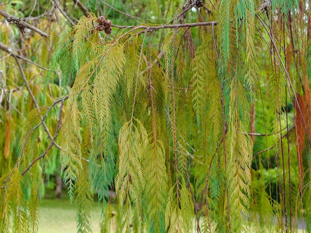Primo piano dei rami del Cashmere Cypress Cupressus cashmeriana nel parco dendrologico
