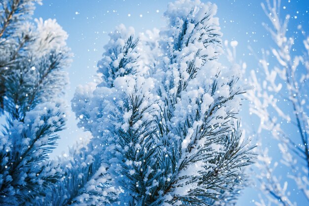 Primo piano dei rami di conifere della neve. Priorità bassa astratta di Natale di inverno.