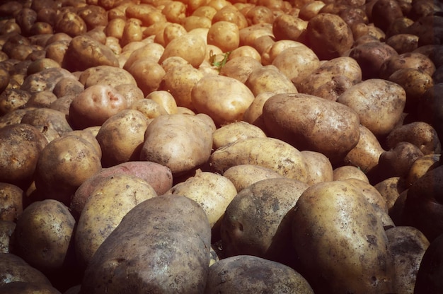 Primo piano dei tuberi di patata freschi Illuminazione lowkey