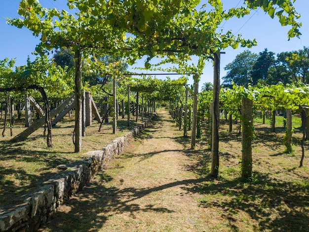 Primo piano dei vigneti di vinho verde con un percorso a piedi nel pomeriggio