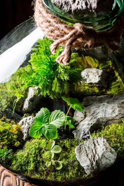 Primo piano del barattolo stupefacente con un pezzo di foresta verde