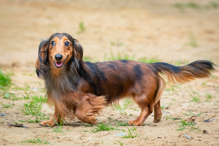 Primo piano del bassotto a pelo lungo della razza del cane che gioca nella sabbia