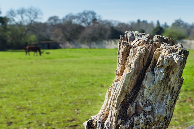 Primo piano del bastone del recinto in un prato con un cavallo e gli alberi. Sfondo rurale con spazio per copiare il testo