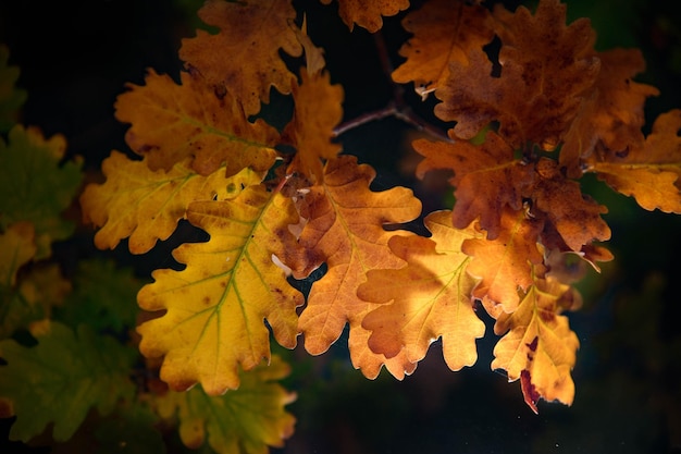 Primo piano del bel fogliame autunnale Le foglie di quercia