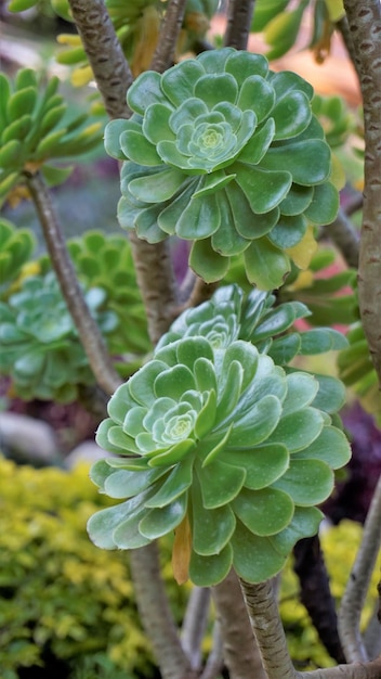 Primo piano del bellissimo Aeonium arboreum noto anche come albero aeonium aenium semprevivo rosa irlandese o principe nero