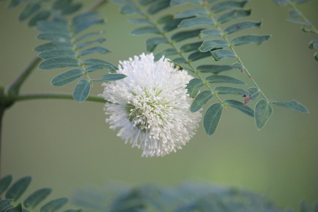 primo piano del bellissimo fiore bianco Leucaena leucocephala