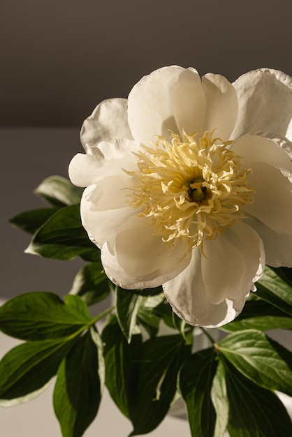 Primo piano del bellissimo fiore di peonia pesca nelle ombre del sole