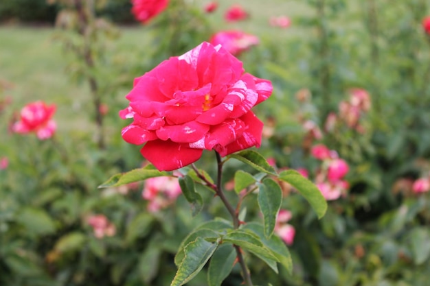 Primo piano del bellissimo fiore di rosa rossa Fiore di rosa nel giardino estivo