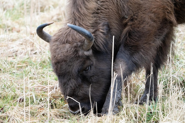 Primo piano del bisonte europeo che fa colazione in un parco nazionale