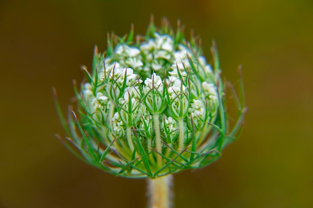 Primo piano del bocciolo di fiore di apertura della pianta Heracleum