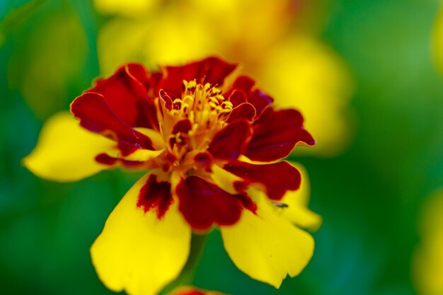 Primo piano del bocciolo di fiore di calendula su sfondo sfocato