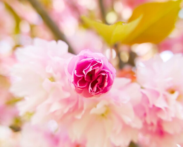 primo piano del bocciolo di fiore rosa sakura