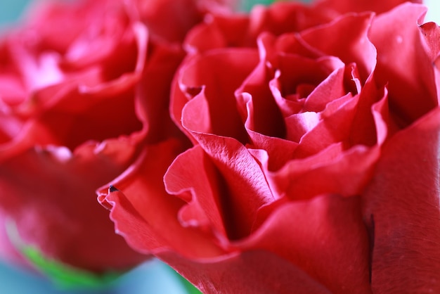 Primo piano del bocciolo di rosa rossa