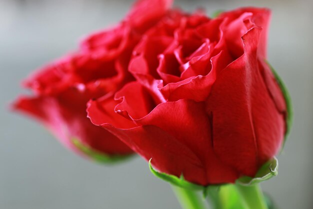 Primo piano del bocciolo di rosa rossa