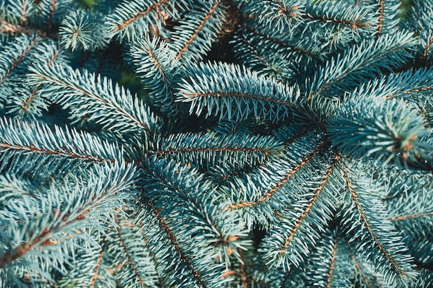 Primo piano del brunch dell'albero di abete. Concetto di carta da parati di Natale. Albero di Natale.