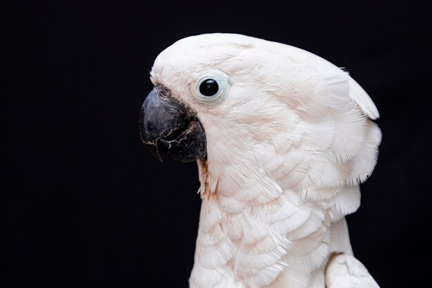 Primo piano del cacatua bianco con il nero.