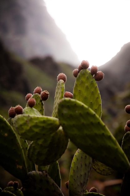 Primo piano del cactus opuntia del fico d'india