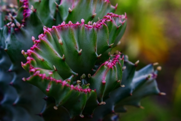 Primo piano del cactus