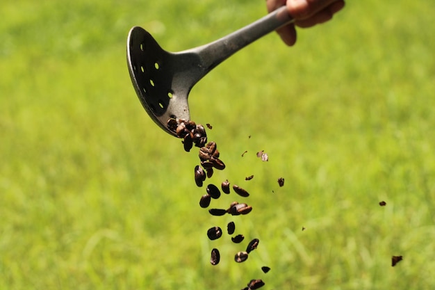 Primo piano del caffè tostato vecchio stile senza pesticidi con un grande cucchiaio nel campo