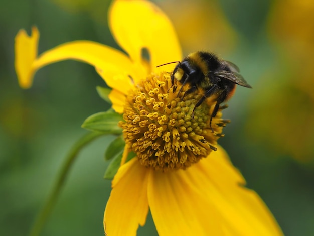 Primo piano del calabrone su un fiore giallo di Doronicum orientalis. Regione di Leningrado, Russia.