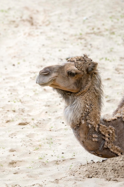 Primo piano del cammello nel deserto Primo piano della testa del cammello sullo sfondo della sabbia nel deserto