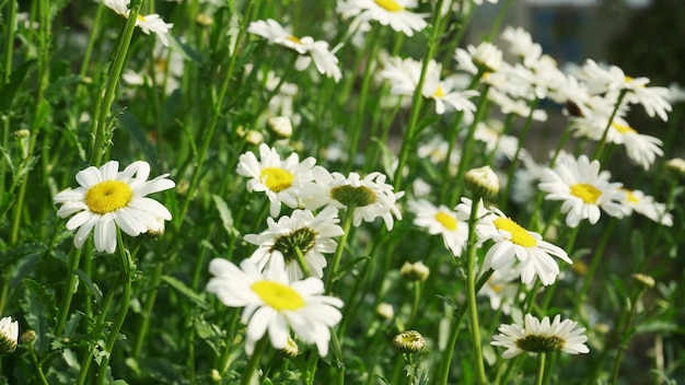 Primo piano del campo di camomilla Vista dei fiori di camomilla Movimento della fotocamera attraverso un prato con poca profondità di campo