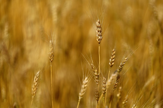 Primo piano del campo di grano. Il grano giallo cresce