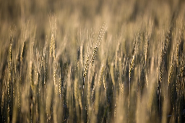Primo piano del campo di grano