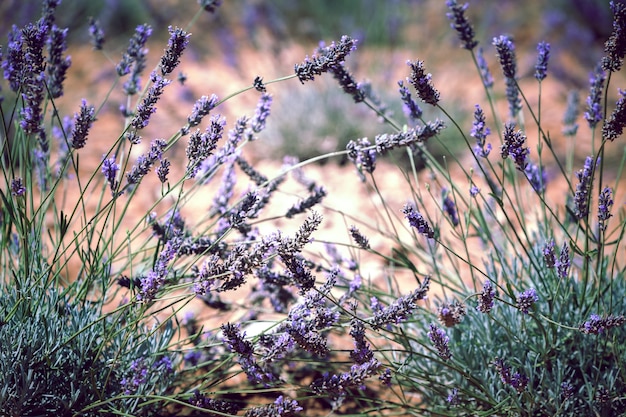 Primo piano del campo di lavanda. Scatto filtrato sfocato con messa a fuoco selettiva