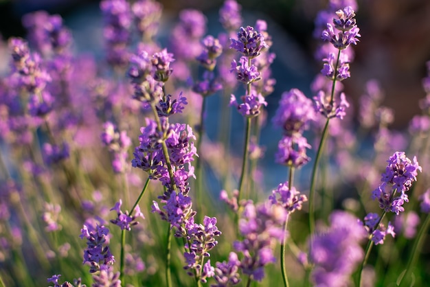 Primo piano del campo di lavanda