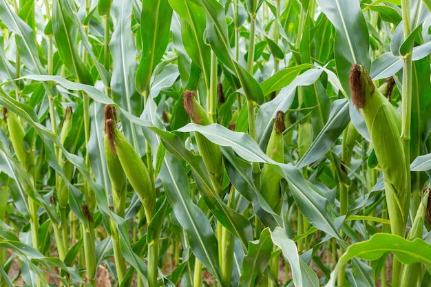 Primo piano del campo di mais Messa a fuoco selettiva Piantagione di campo di mais verde in estate Stagione agricola Primo piano di pannocchie di mais in un campo