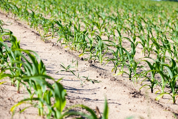 Primo piano del campo di mais