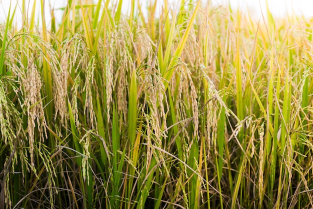 primo piano del campo di riso in natura