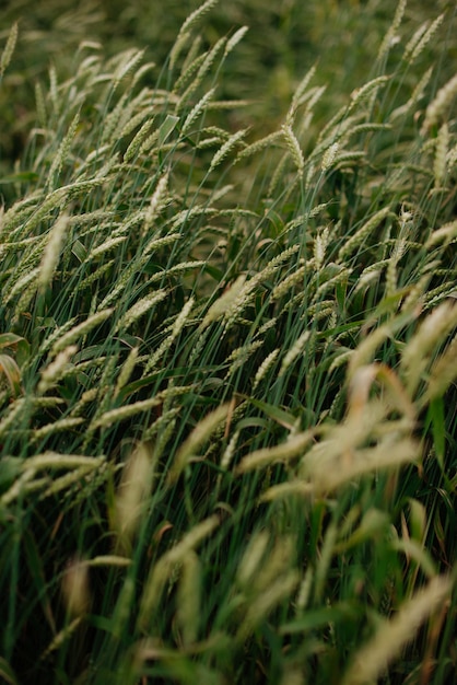 Primo piano del campo di segale verde, spighe di grano