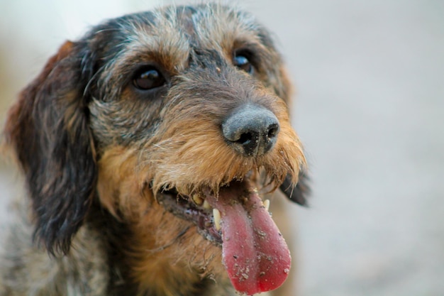 Primo piano del cane che distoglie lo sguardo