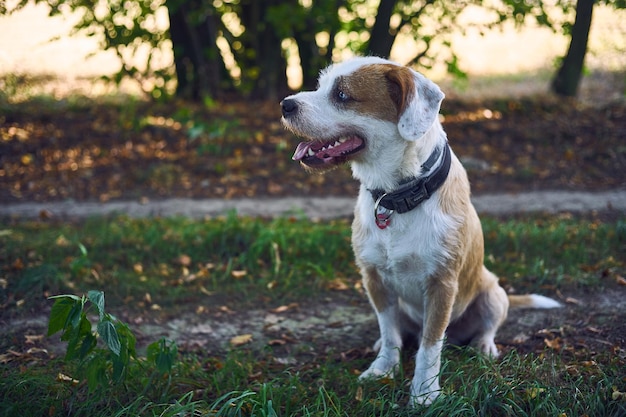 Primo piano del cane che distoglie lo sguardo