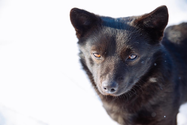 Primo piano del cane da stecca nera