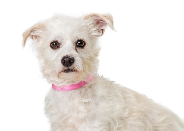 Primo piano del cane dell'incrocio maltese del terrier bianco