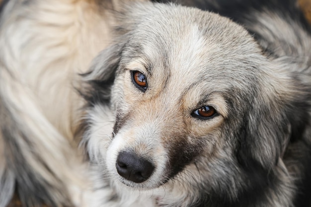 Primo piano del cane della museruola del viso